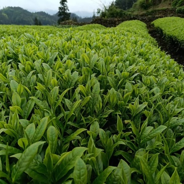 贵州凤冈富硒绿茶