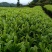 贵州凤冈富硒绿茶