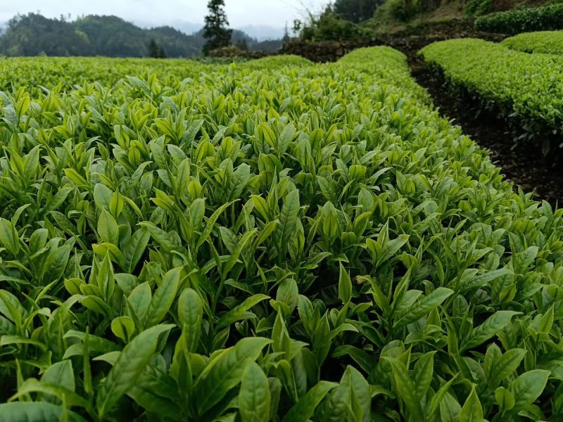 贵州凤冈富硒绿茶