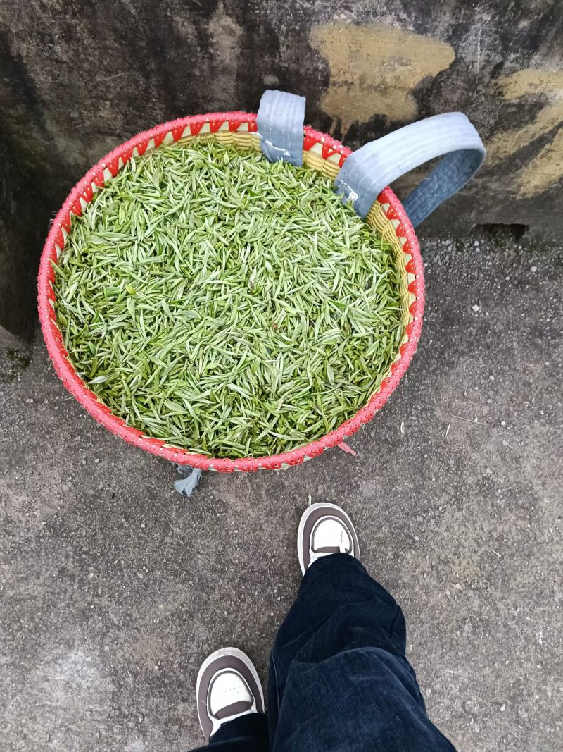贵州凤冈富硒绿茶