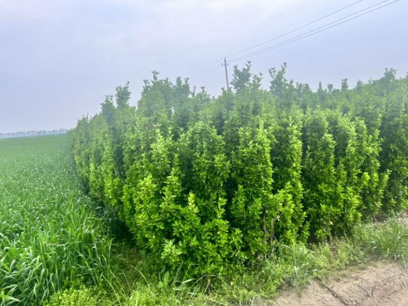 北海道黄杨产地直销规模大规格全