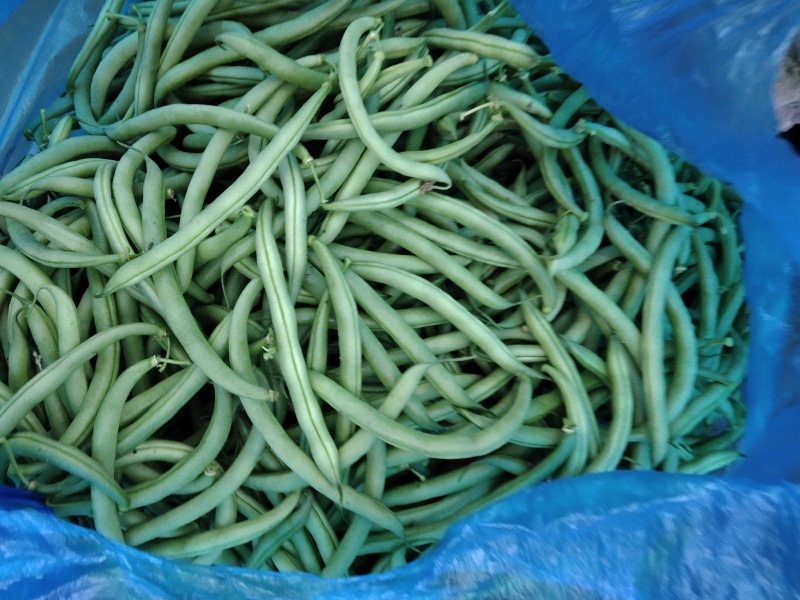 无筋刀豆