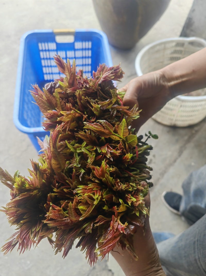 香椿芽