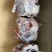核桃肉《猪头分割》工厂直销解冻即用