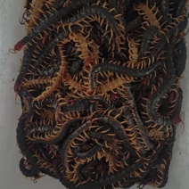野生蜈蚣