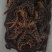 野生蜈蚣