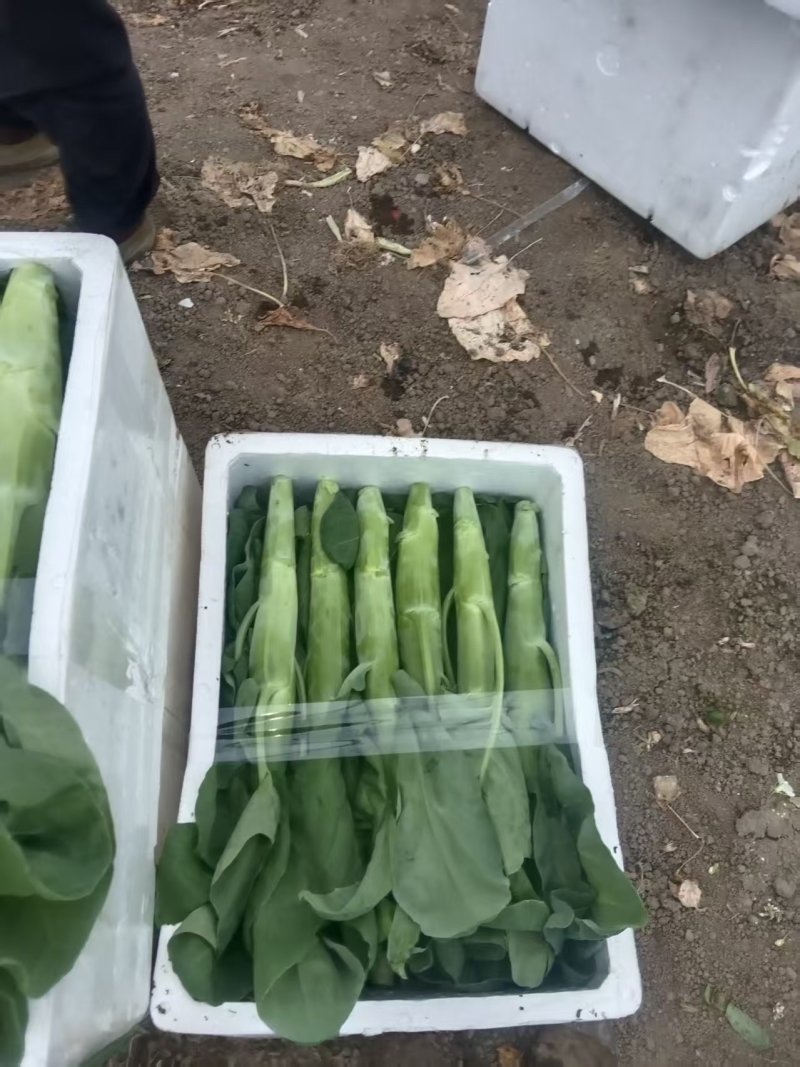 精品广东菜心，介兰都已上市，有需要的老板可以联系我