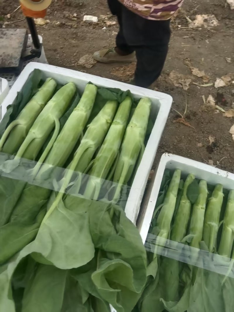精品广东菜心，介兰都已上市，有需要的老板可以联系我