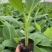 香蕉苗粉蕉苗芭蕉苗