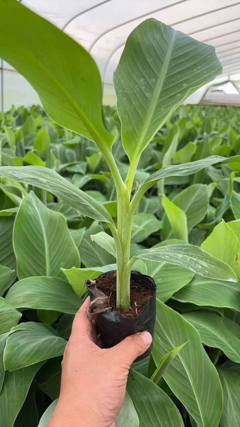 香蕉苗粉蕉苗芭蕉苗
