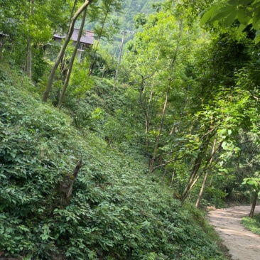 淫羊藿，高山林下，柔毛淫羊藿种子，有需要的和我联系，正在采收