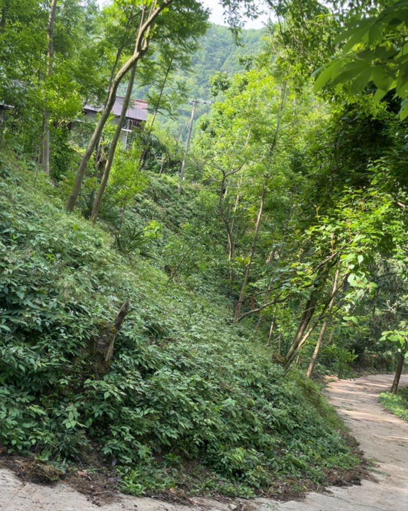 淫羊藿，高山林下，柔毛淫羊藿种子，有需要的和我联系，正在采收