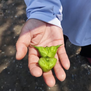 菱角