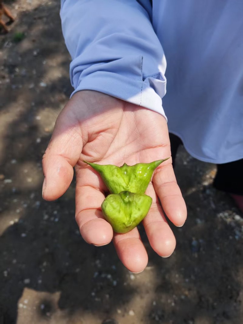 菱角