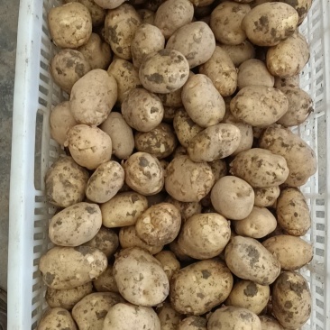 恩施马尔科小土豆，精品现货速发，保质保量欢迎选购
