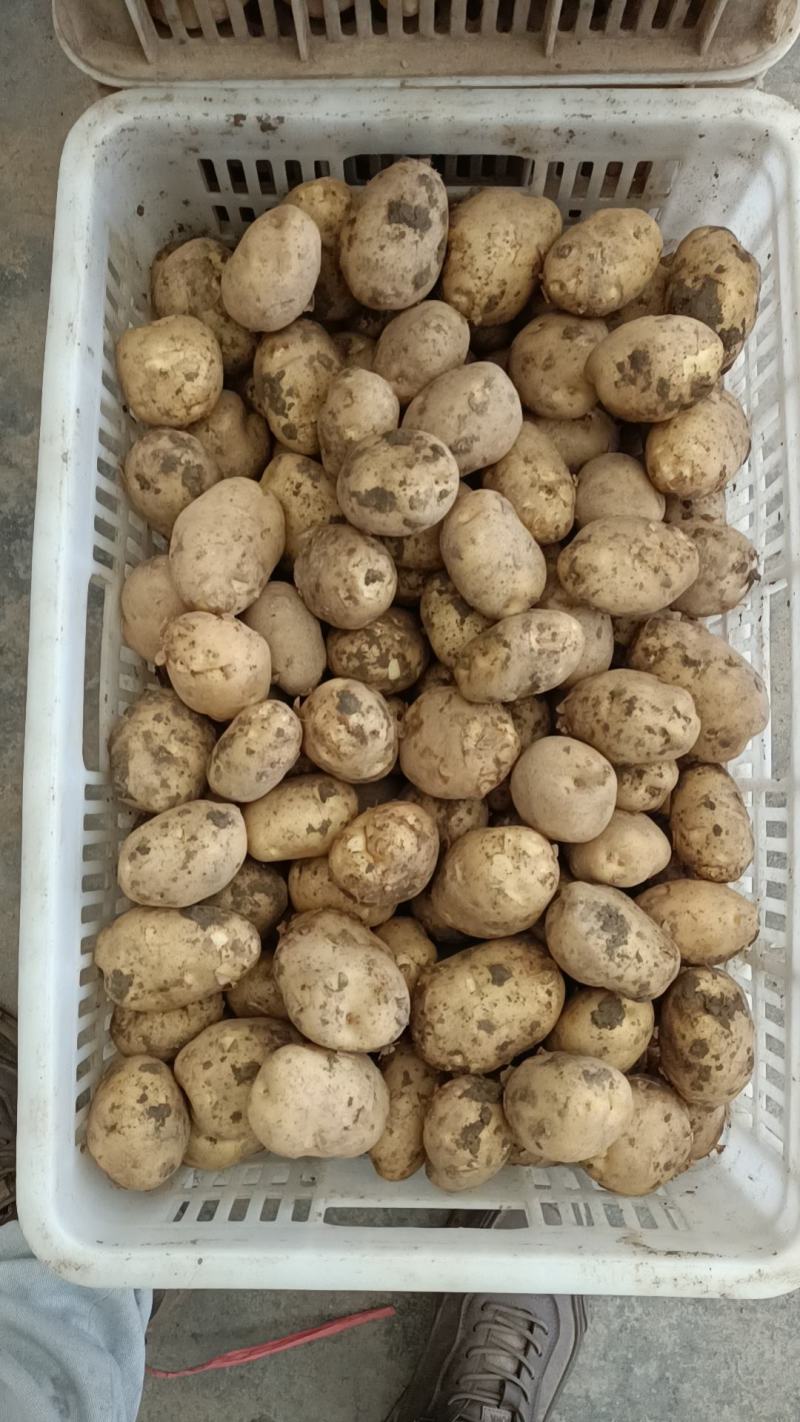 恩施马尔科小土豆，精品现货速发，保质保量欢迎选购