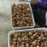 恩施马尔科小土豆，精品现货速发，保质保量欢迎选购