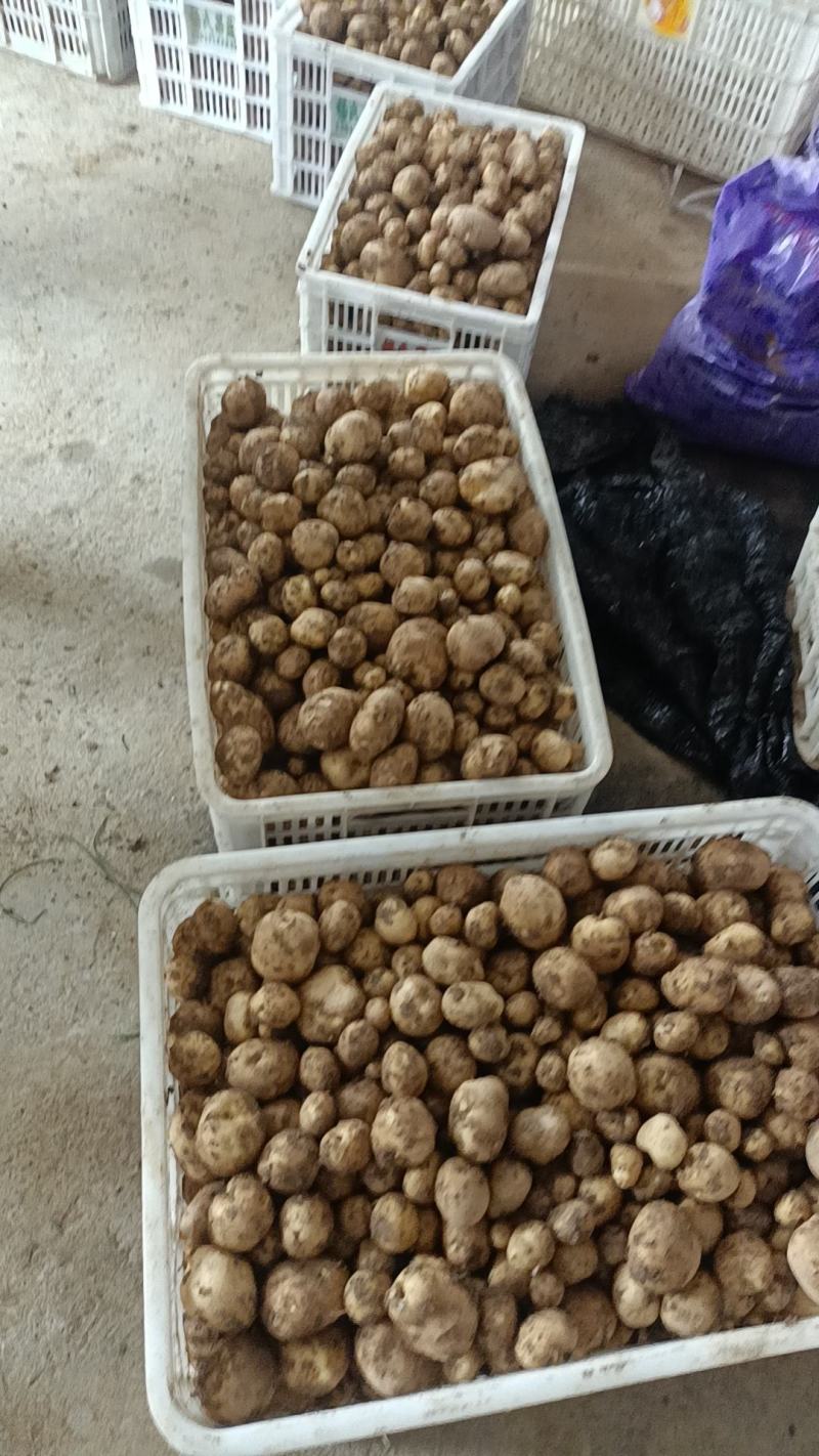 恩施马尔科小土豆，精品现货速发，保质保量欢迎选购