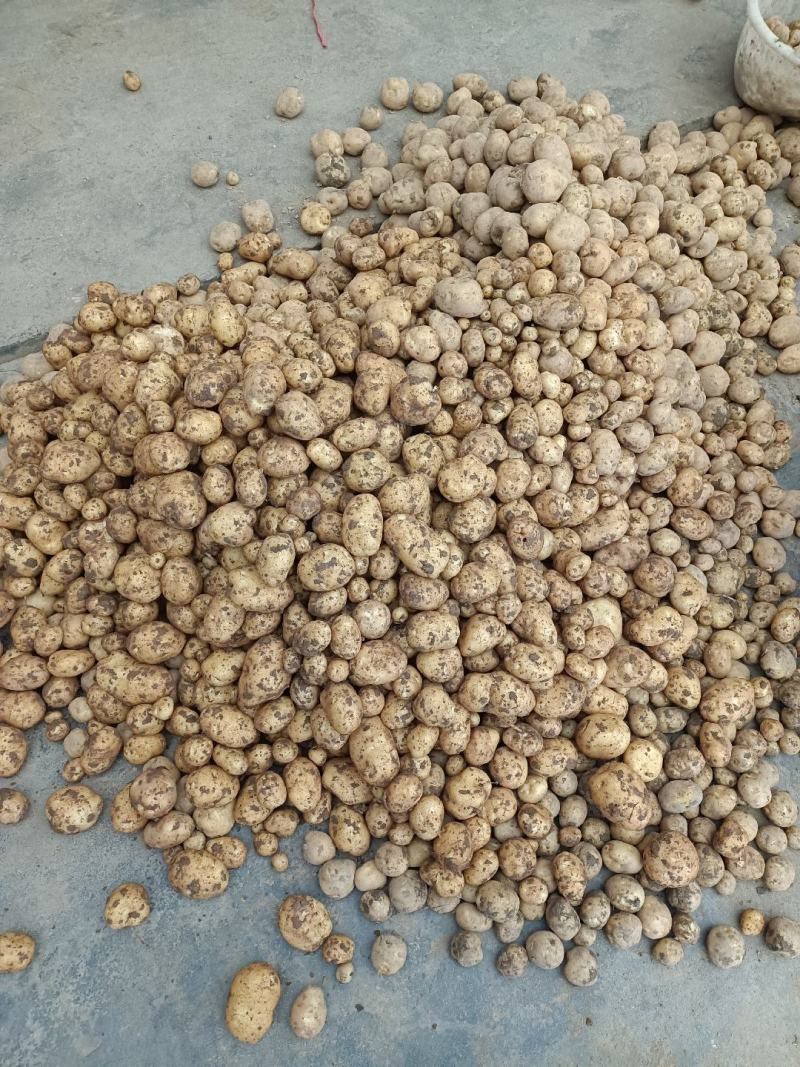 恩施马尔科小土豆，精品现货速发，保质保量欢迎选购