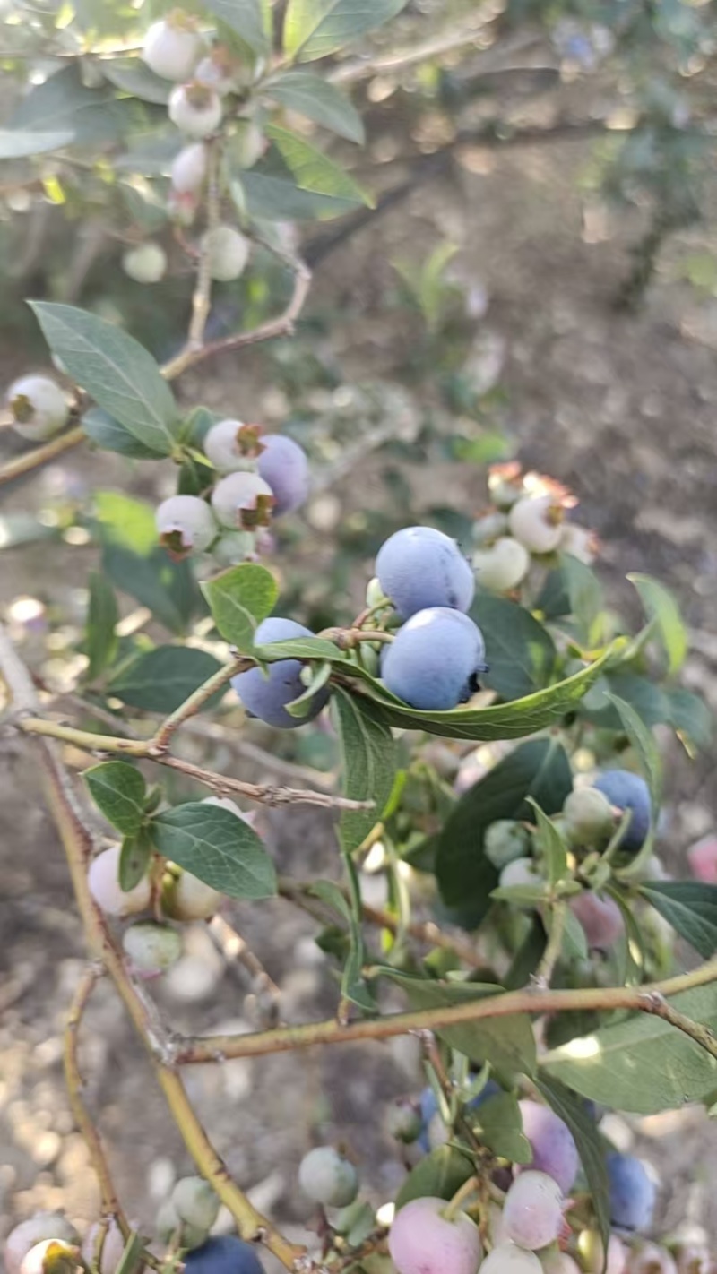 大批量的蓝莓树挂果，支持电商和团购