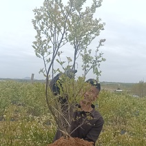 大批量的蓝莓树挂果，支持电商和团购