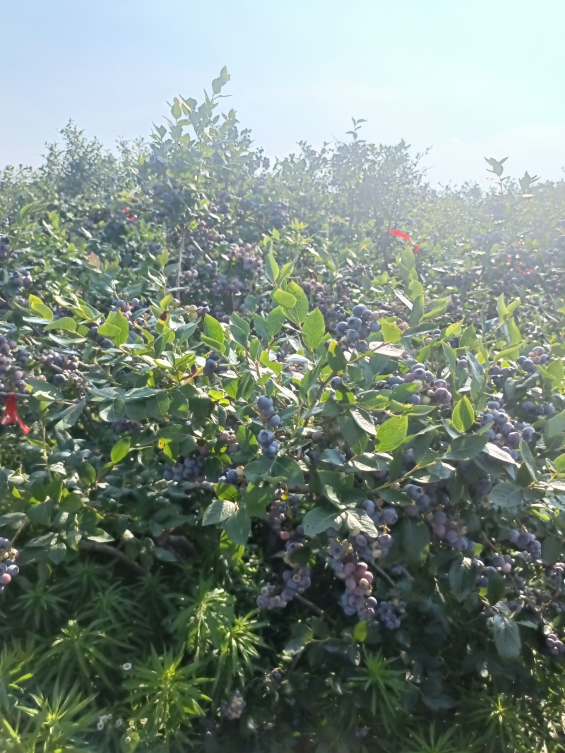 大批量的蓝莓树挂果，支持电商和团购