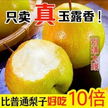 玉露香梨