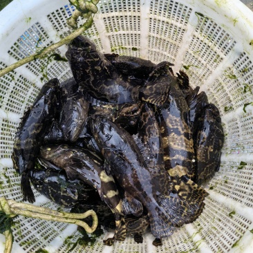 雷州市北和镇石斑珍珠鱼
