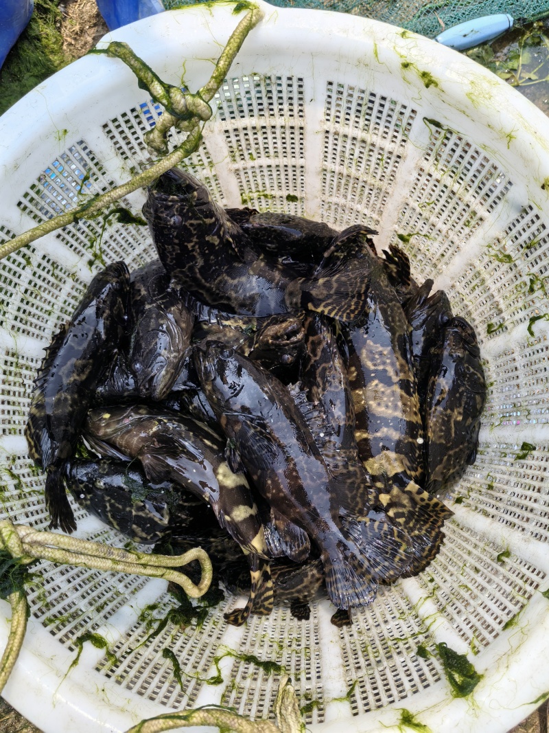 雷州市北和镇石斑珍珠鱼