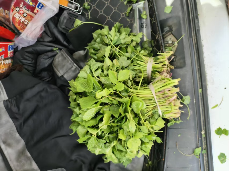 吉林省白山市靖宇县山野菜大叶芹
