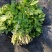 吉林省白山市靖宇县山野菜大叶芹