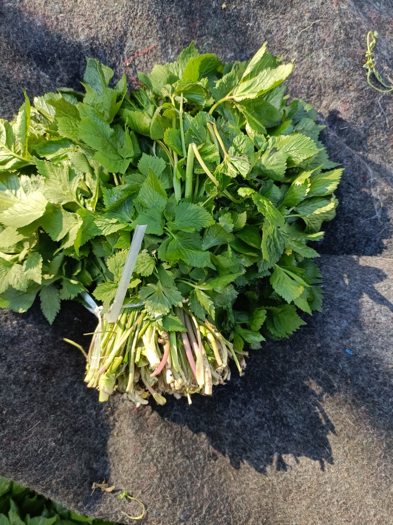吉林省白山市靖宇县山野菜大叶芹