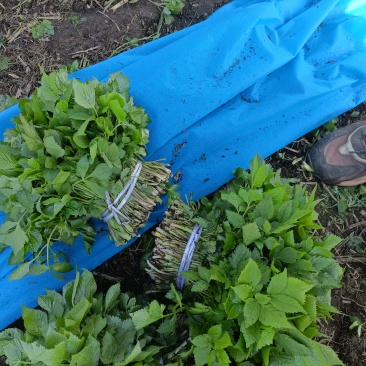 吉林省白山市靖宇县山野菜大叶芹