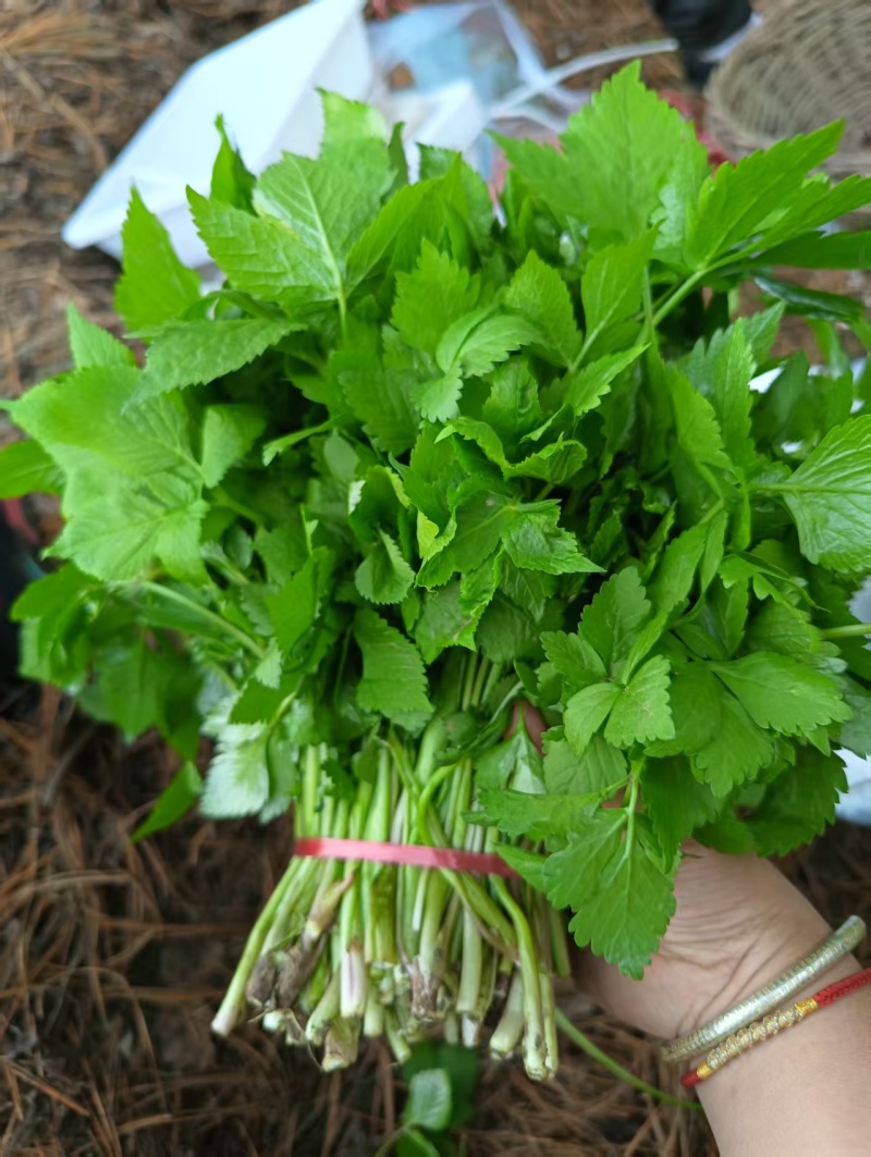 大叶芹