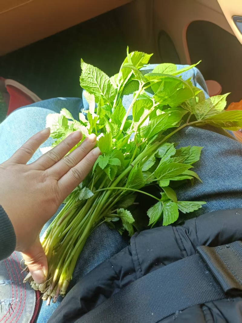 大叶芹