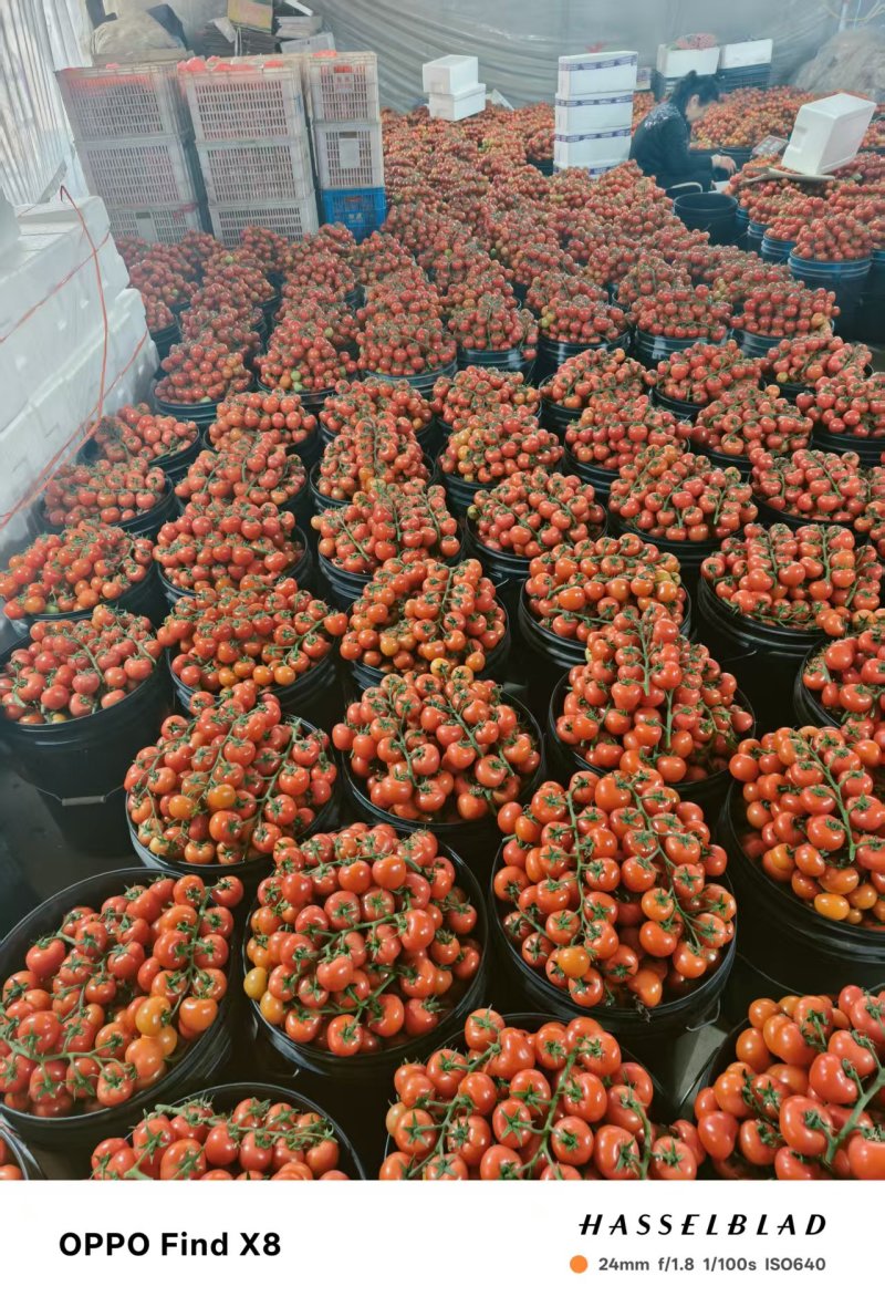 寿光本地种植红串西红柿