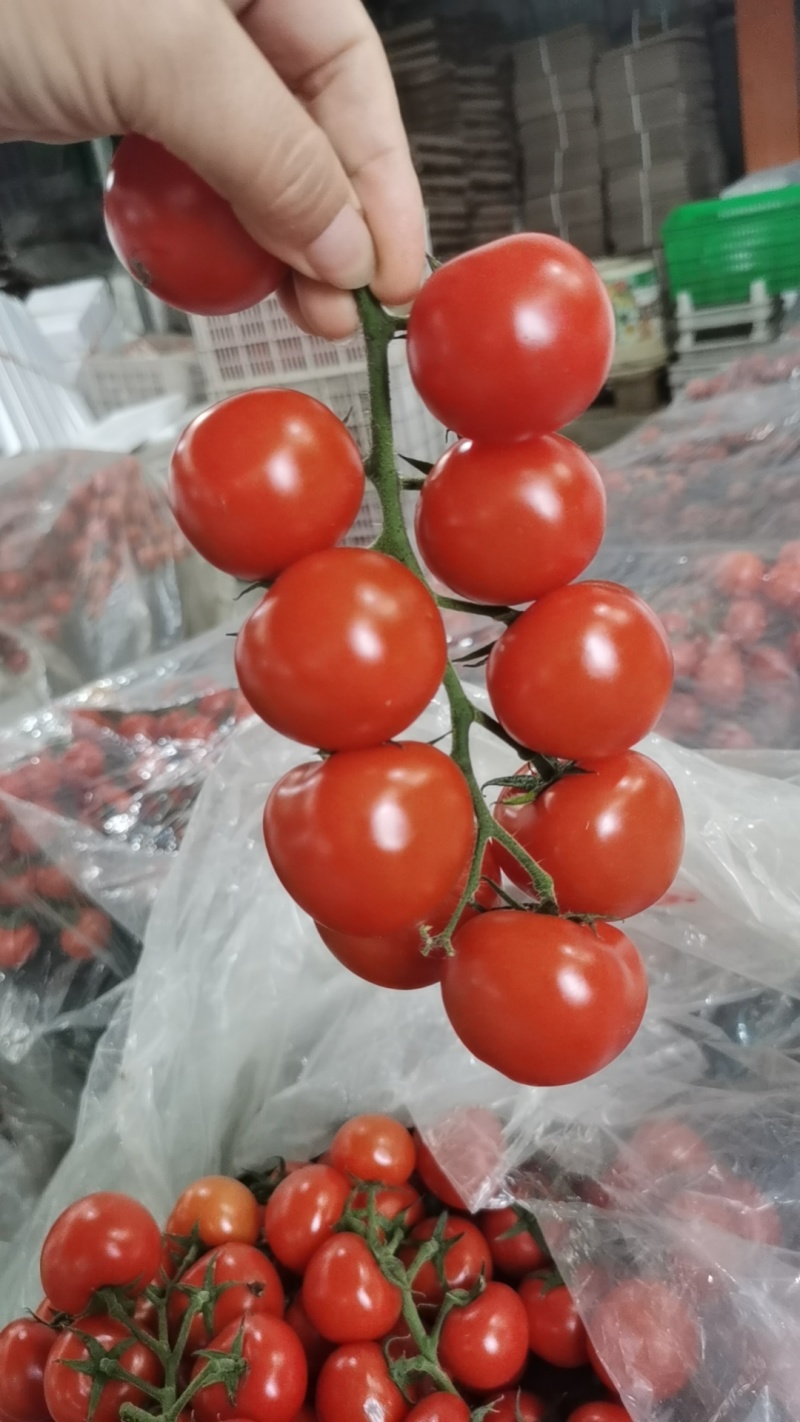 寿光本地种植红串西红柿