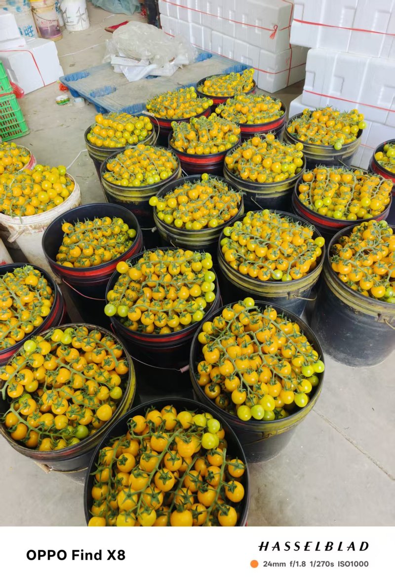 寿光本地种植黄串西红柿