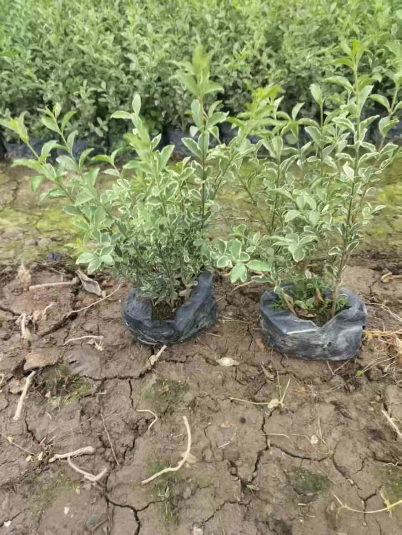 花叶女贞20-150高，基地直销，一手货源，大量低价出售