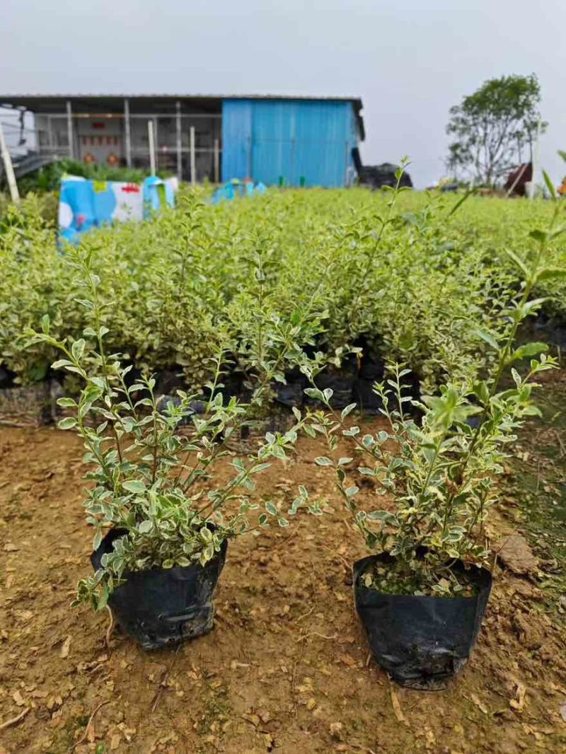 花叶女贞20-150高，基地直销，一手货源，大量低价出售