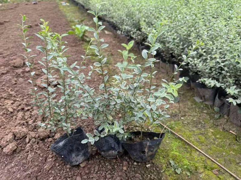 花叶女贞20-150高，基地直销，一手货源，大量低价出售