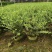 花叶女贞20-150高，基地直销，一手货源，大量低价出售