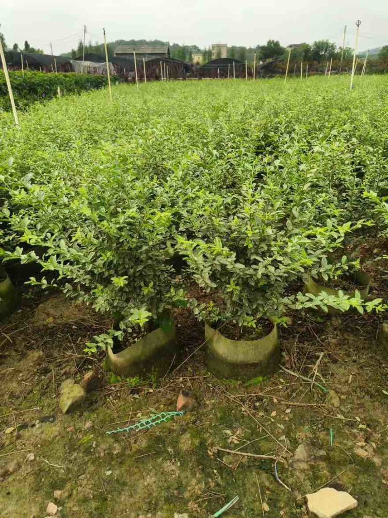 花叶女贞20-150高，基地直销，一手货源，大量低价出售
