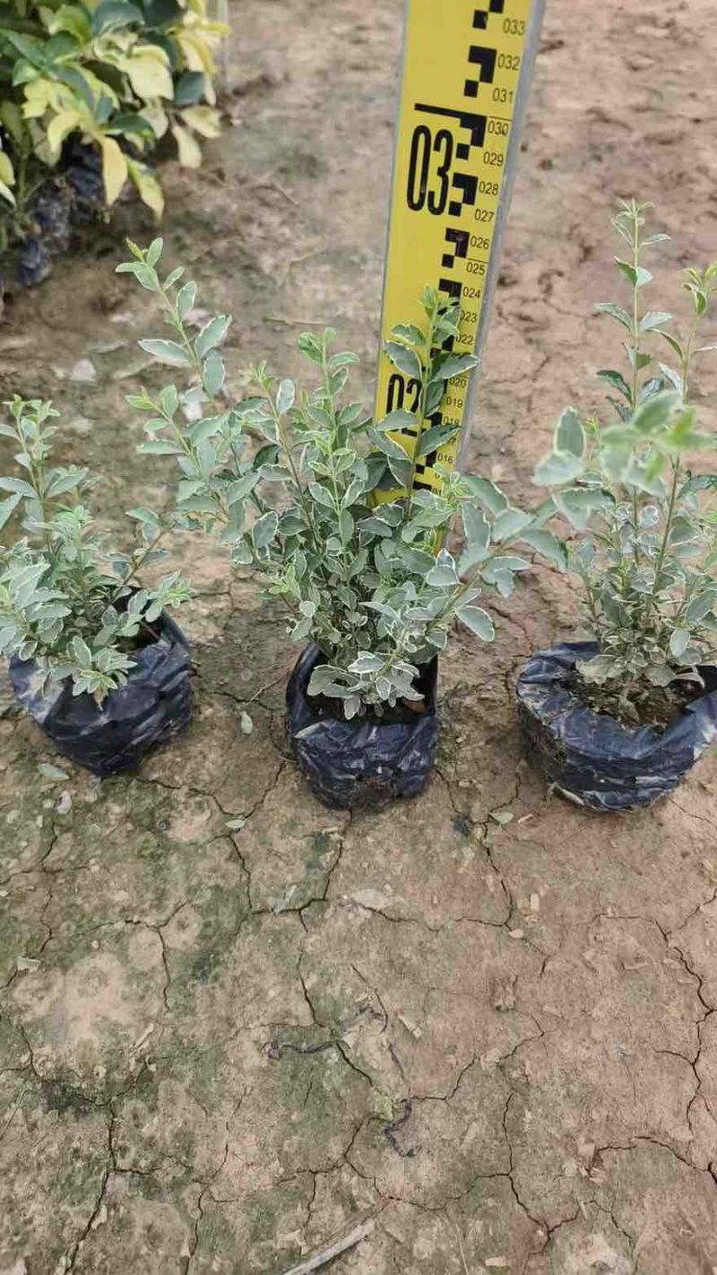 花叶女贞20-150高，基地直销，一手货源，大量低价出售