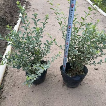 花叶女贞20-150高，基地直销，一手货源，大量低价出售