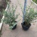 花叶女贞20-150高，基地直销，一手货源，大量低价出售