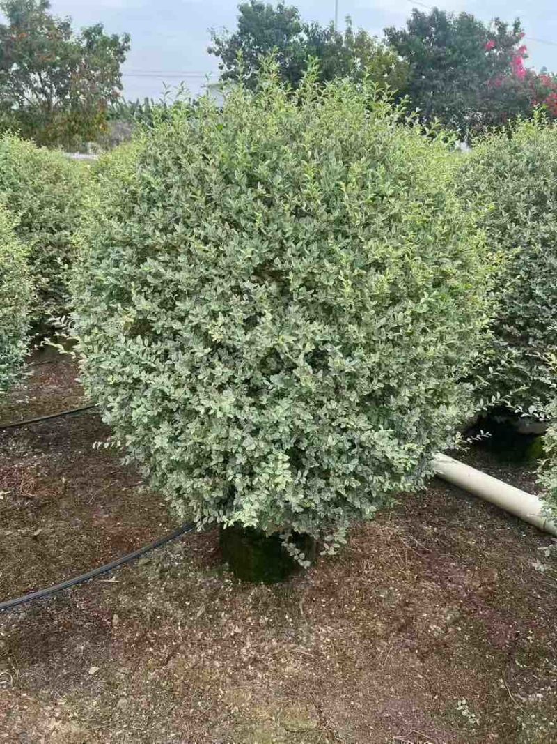 花叶女贞20-150高，基地直销，一手货源，大量低价出售