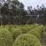 花叶女贞20-150高，基地直销，一手货源，大量低价出售