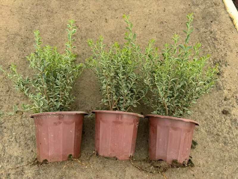 花叶女贞20-150高，基地直销，一手货源，大量低价出售