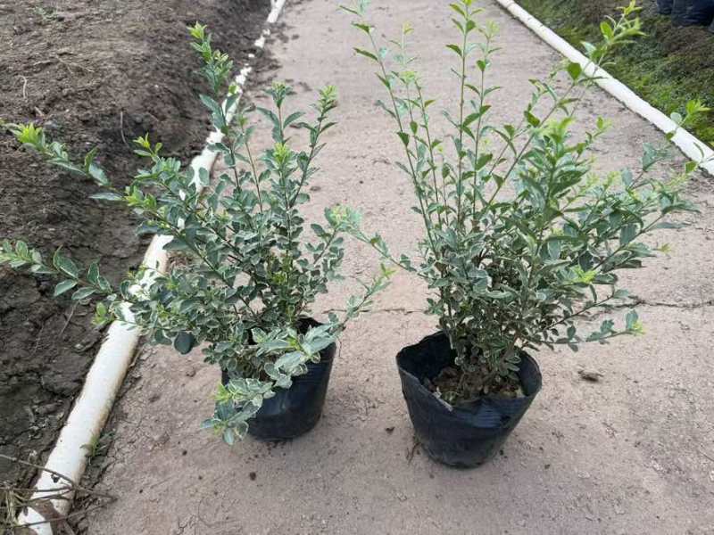 花叶女贞20-150高，基地直销，一手货源，大量低价出售